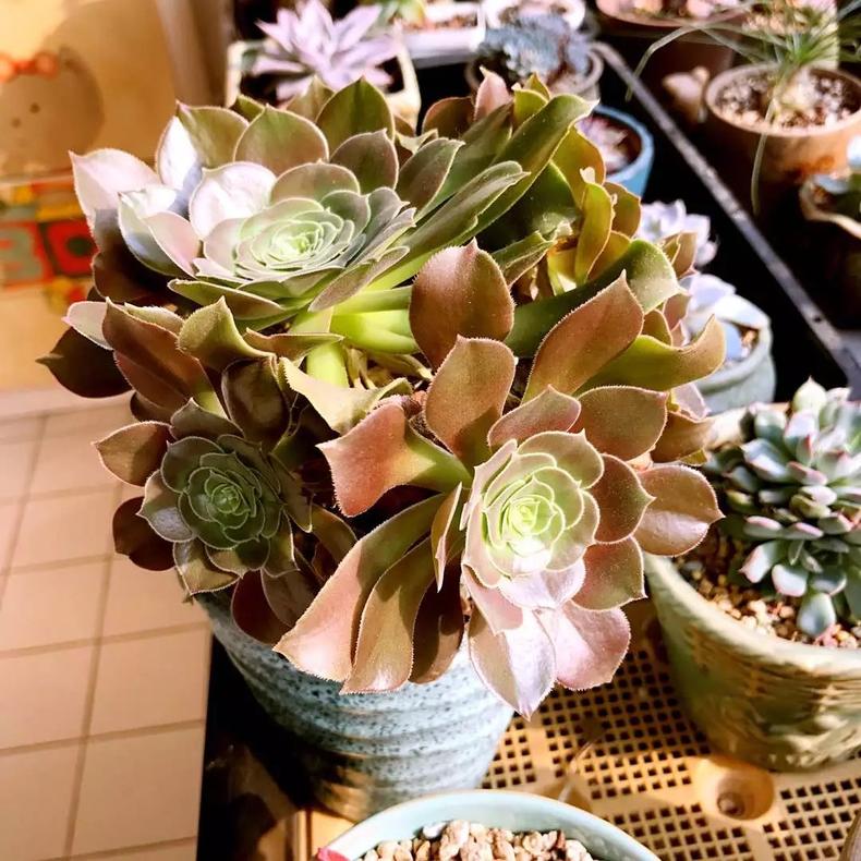 多肉植物老掉叶子是怎么了,多肉植物总是掉叶子是什么原因