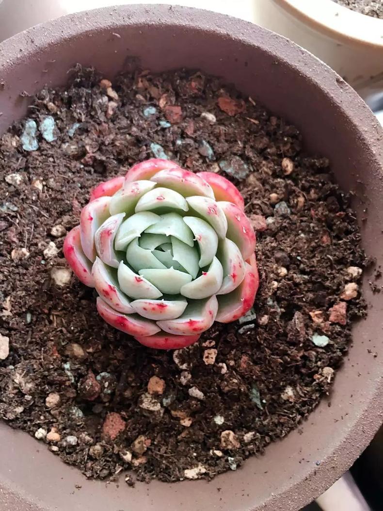 多肉植物老掉叶子是怎么了,多肉植物总是掉叶子是什么原因