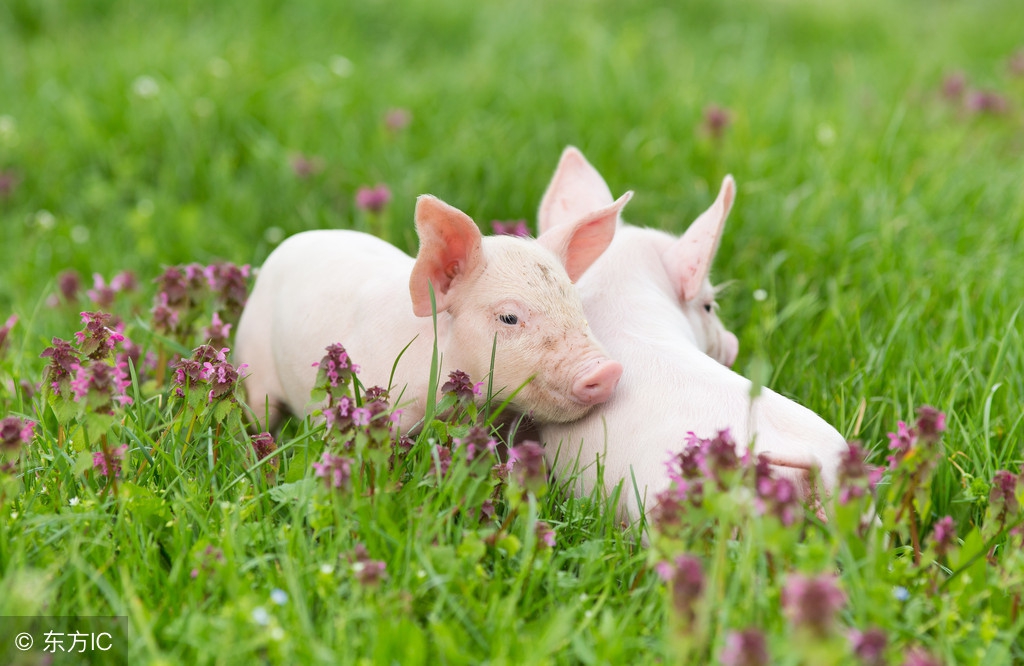 83年的猪今年外出运势怎么样,71年大金猪阳历9月运势