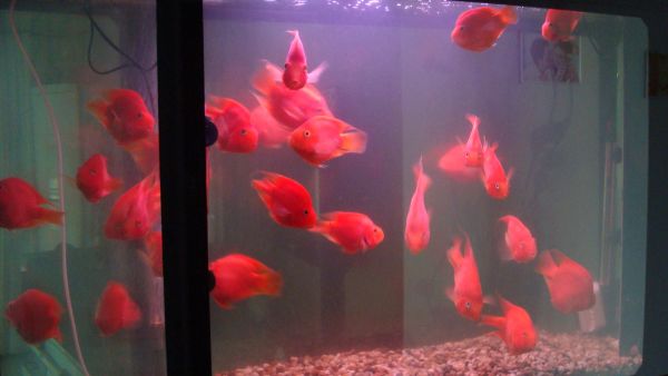 新房养鱼放在哪里,新房养金鱼好吗