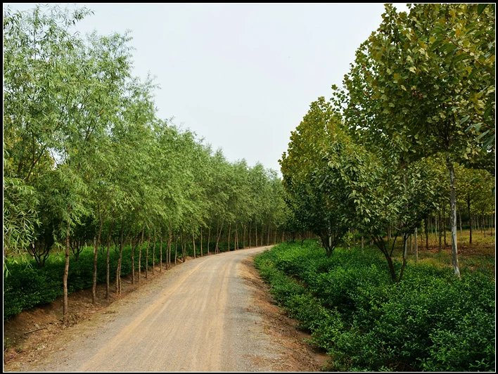 山东淄博六哥,六哥逛淄博