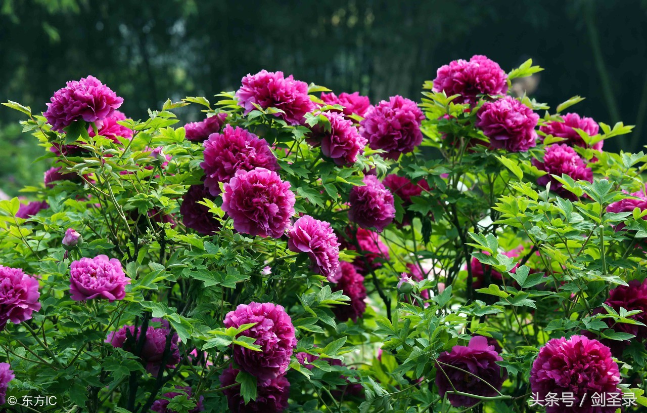 增广贤文人生在世多见多闻,增广贤文世事明如镜