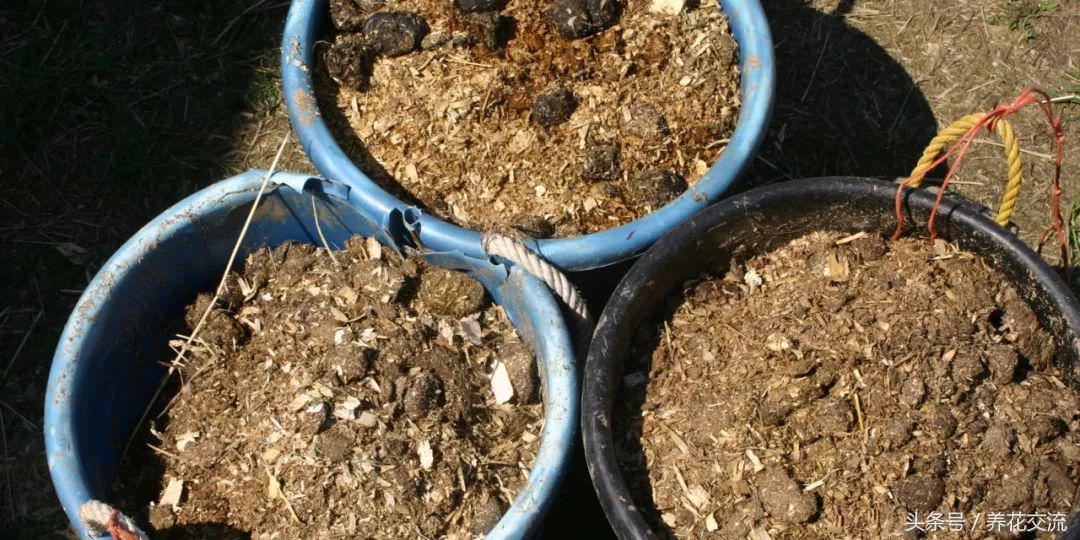 自制植物肥料制作方法,自制多肉植物的肥料