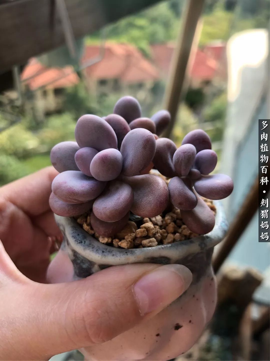 多肉如何度夏的方法,多肉夏天如何度夏