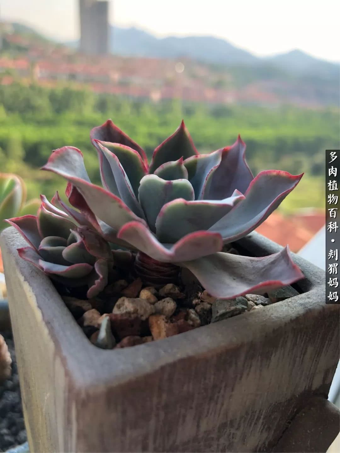 多肉如何度夏的方法,多肉夏天如何度夏