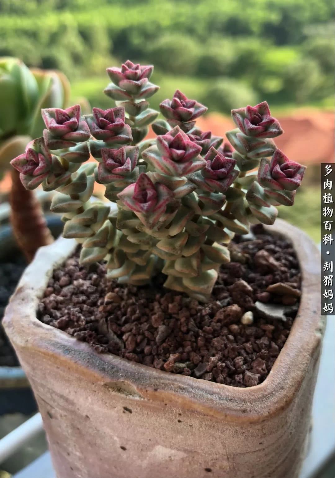 多肉如何度夏的方法,多肉夏天如何度夏