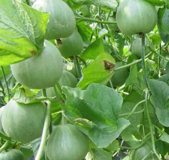 阳台种的黄瓜叶子黄了怎么办,阳台上种菜叶子全黄了什么原因