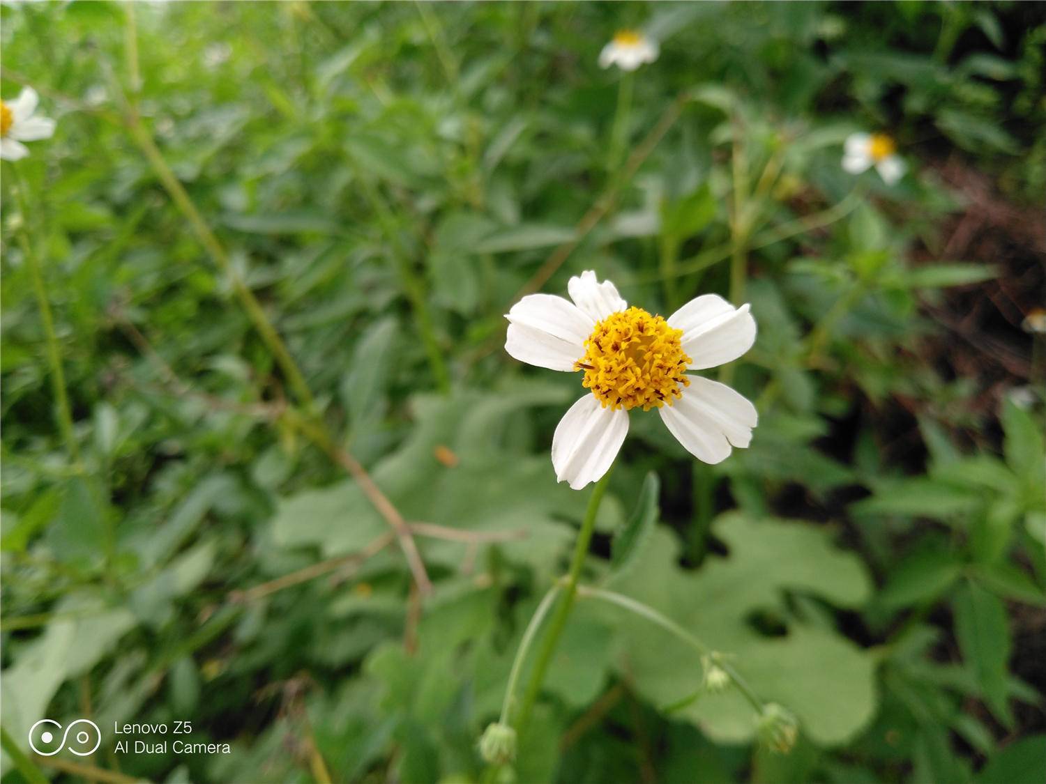 联想z5评价,联想z5发布十代旗舰