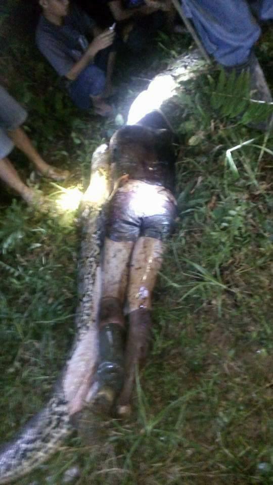 2006年印尼苏门答腊岛巨蟒,巨蟒真的有多可怕