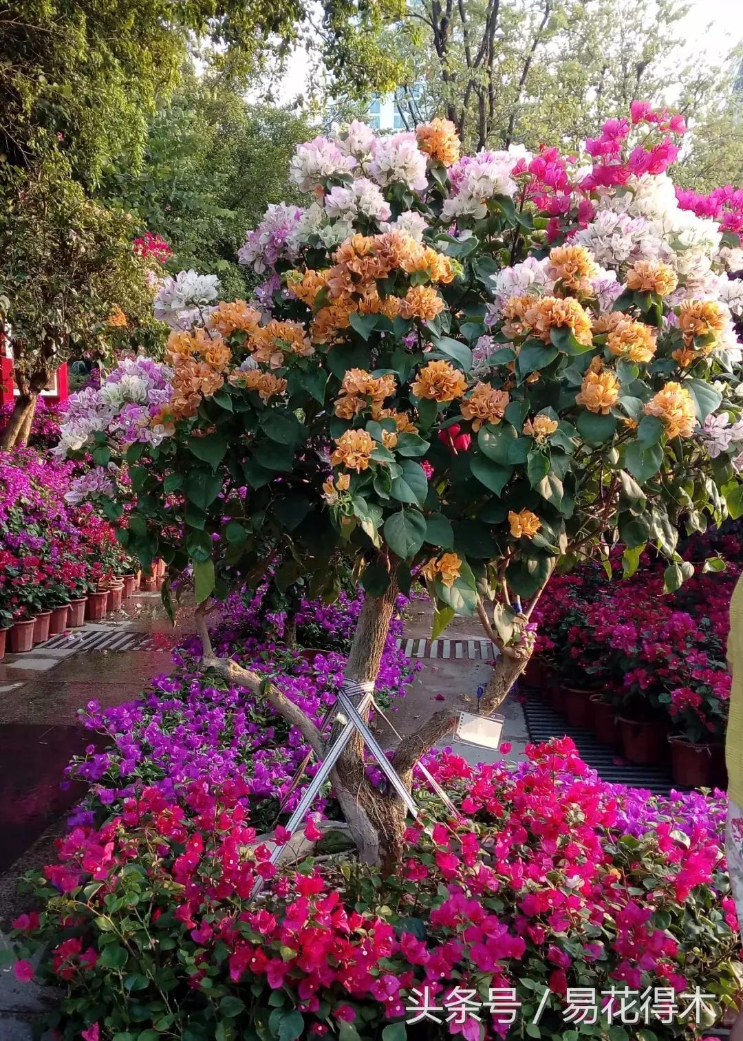 三角梅植物嫁接教程,多枝三角梅嫁接