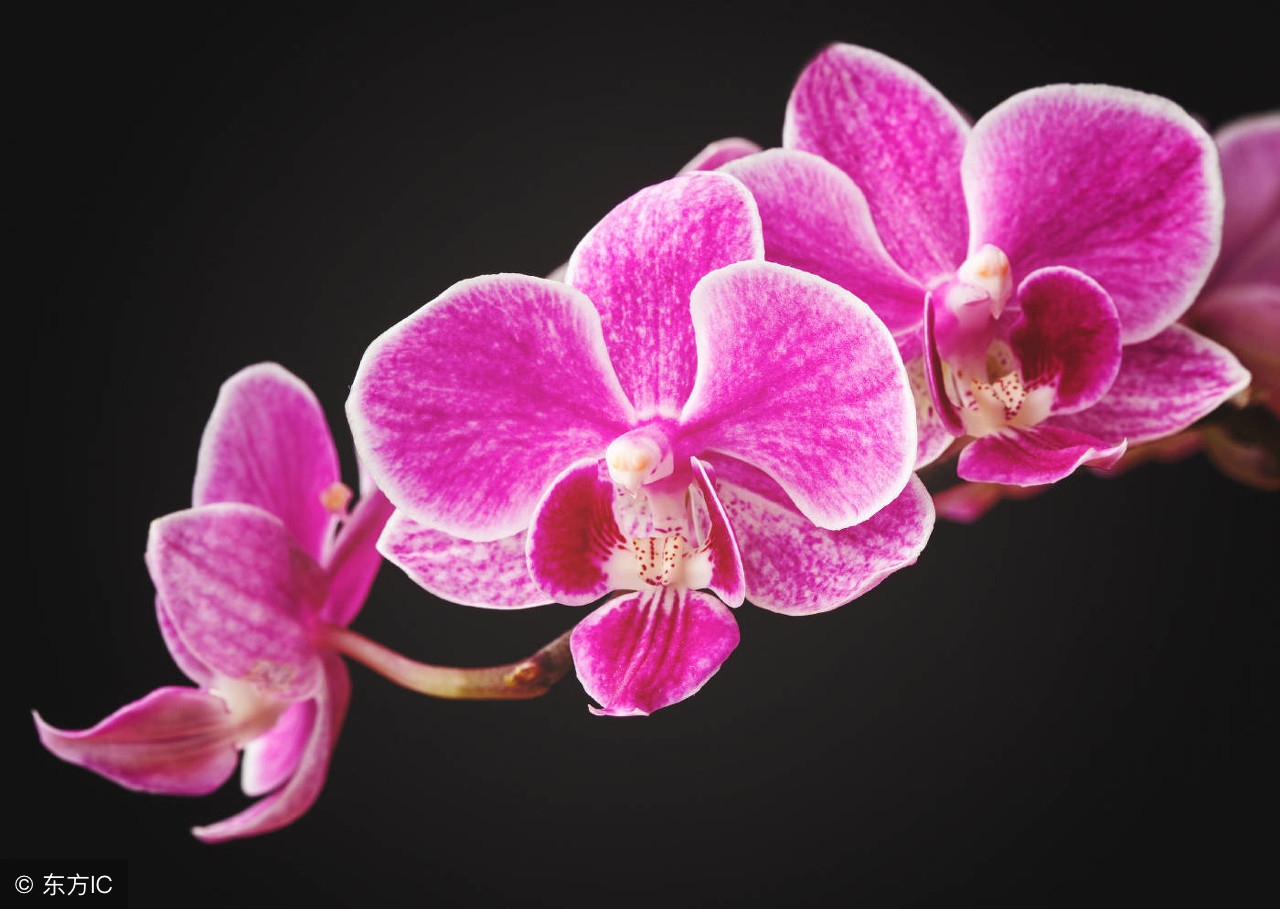 洋兰皇后蝴蝶兰介绍,蝴蝶兰是很受欢迎的洋兰