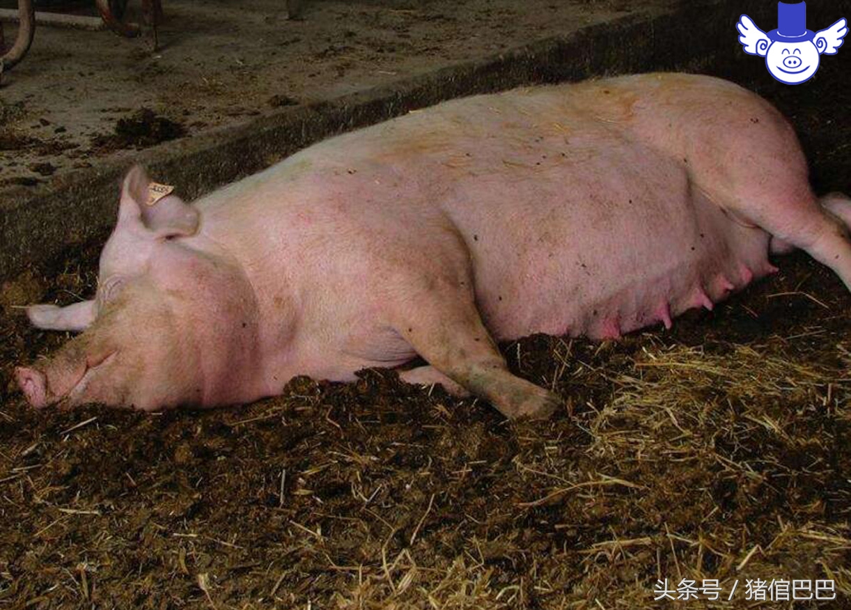 母猪难产时掏猪正确手法视频,母猪难产怎么办最有效方法