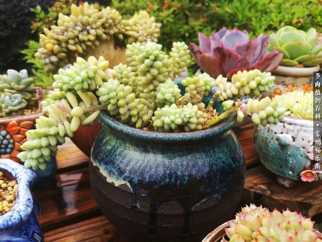 养多肉摒弃焦虑,包邮区不能养的多肉有哪些