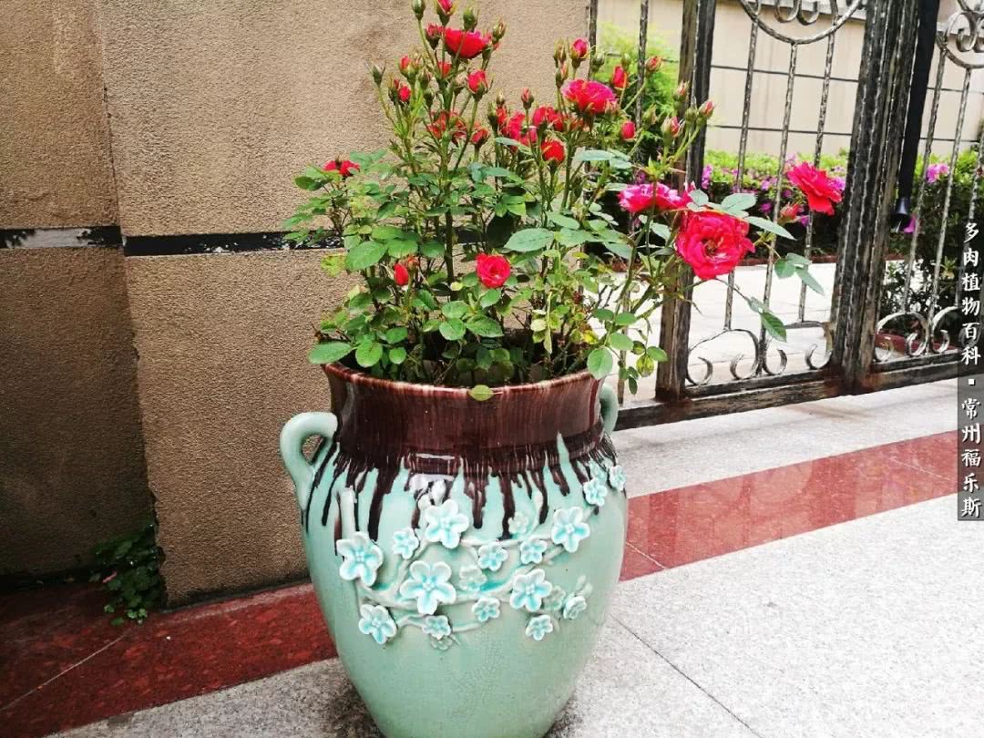 养多肉摒弃焦虑,包邮区不能养的多肉有哪些