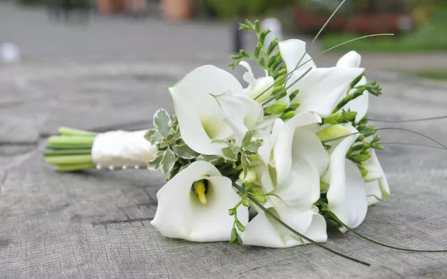 家里摆死灵芝盆栽,家人生病家里摆什么物件