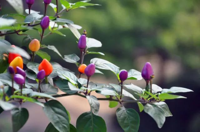 家里摆死灵芝盆栽,家人生病家里摆什么物件