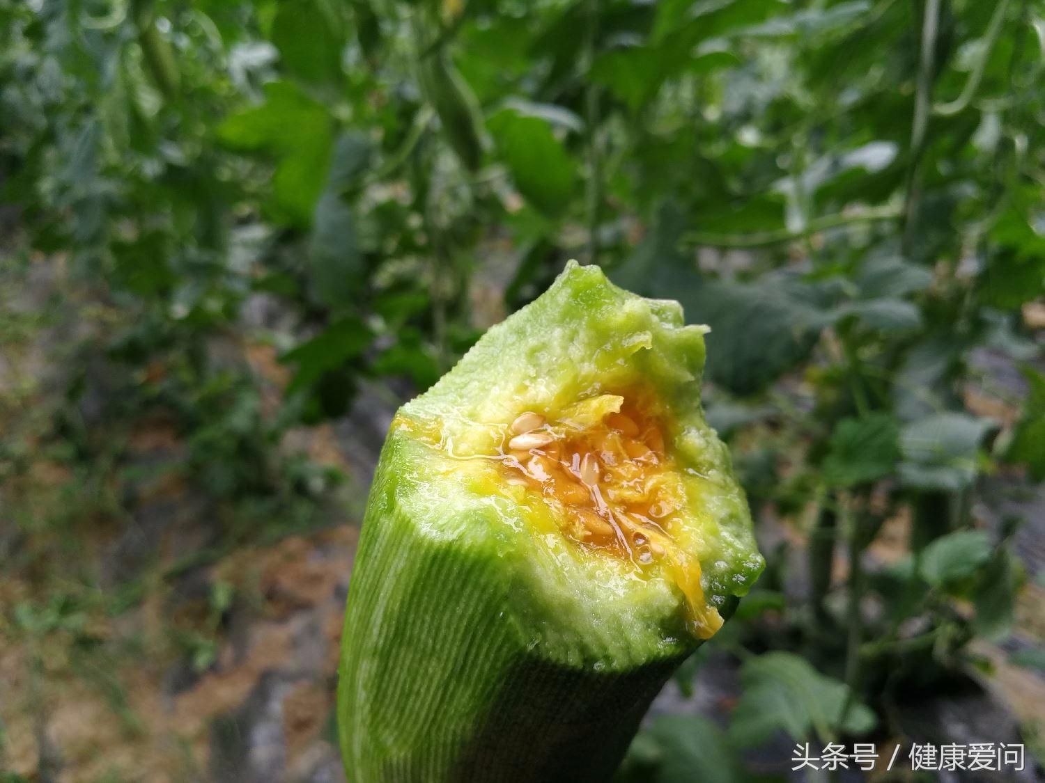 本草纲目说西瓜,本草纲目瓜果篇