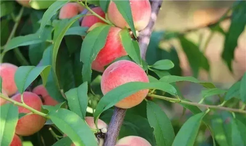 大自然水果采摘自驾攻略,郊区水果采摘自驾攻略