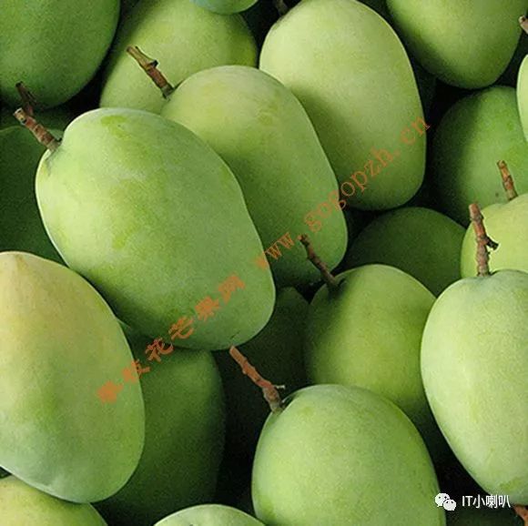 攀枝花芒果网,攀枝花芒果网直播