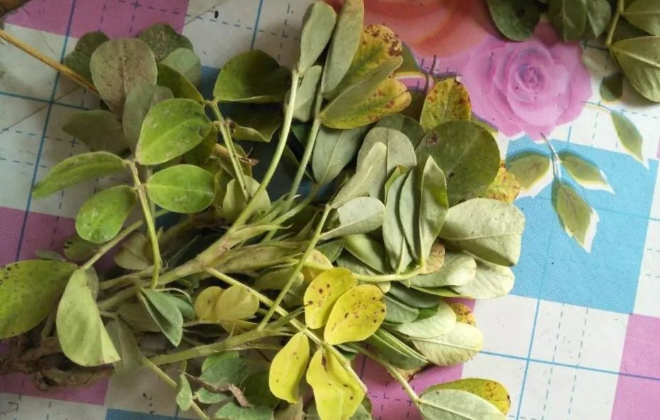 怎么知道花生什么病,看叶子知道树得什么病