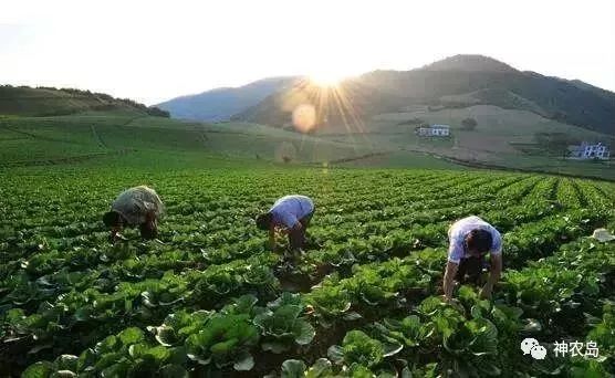 订单农业如何做好,订单农业的五个优秀案例