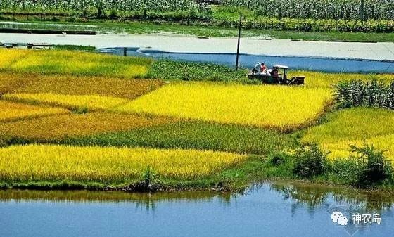 订单农业如何做好,订单农业的五个优秀案例