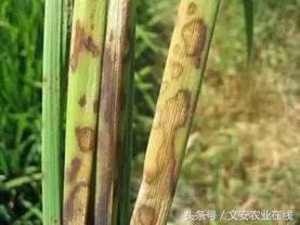 玉米苗期缺素病害高清图谱大全,玉米各种病害图片大全大图