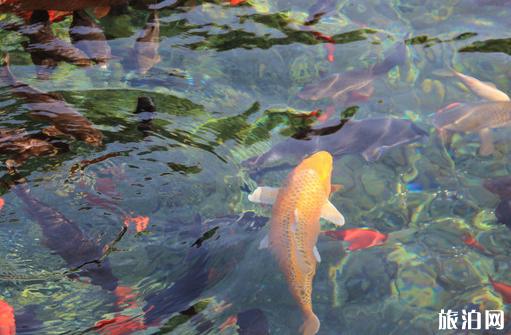 泰安济南附近旅游景点推荐一日游,济南十大旅游景点