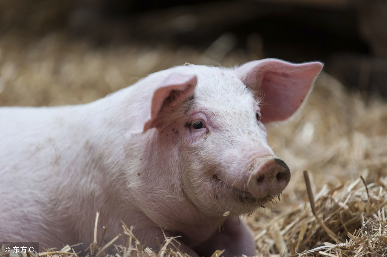 母猪产后消炎与管理全视频,母猪有炎症返情的原因和解决办法