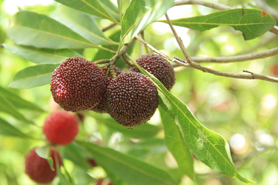 晚稻杨梅优缺点,顶级晚稻杨梅