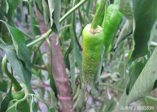 专门治辣椒病害特效药,辣椒腐烂病打什么杀菌药治疗