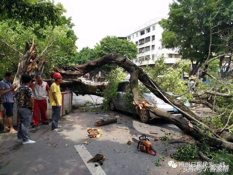 百年古树倒塌险砸中路人,行道树突然倒下车被砸