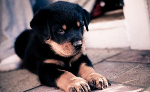 什么狗适合家养看门且不掉毛,什么品种的狗聪明乖巧不拆家