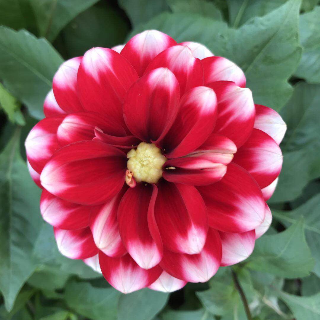 小丽花开花多久之后开始凋谢,小丽花有花苞不开花怎么办