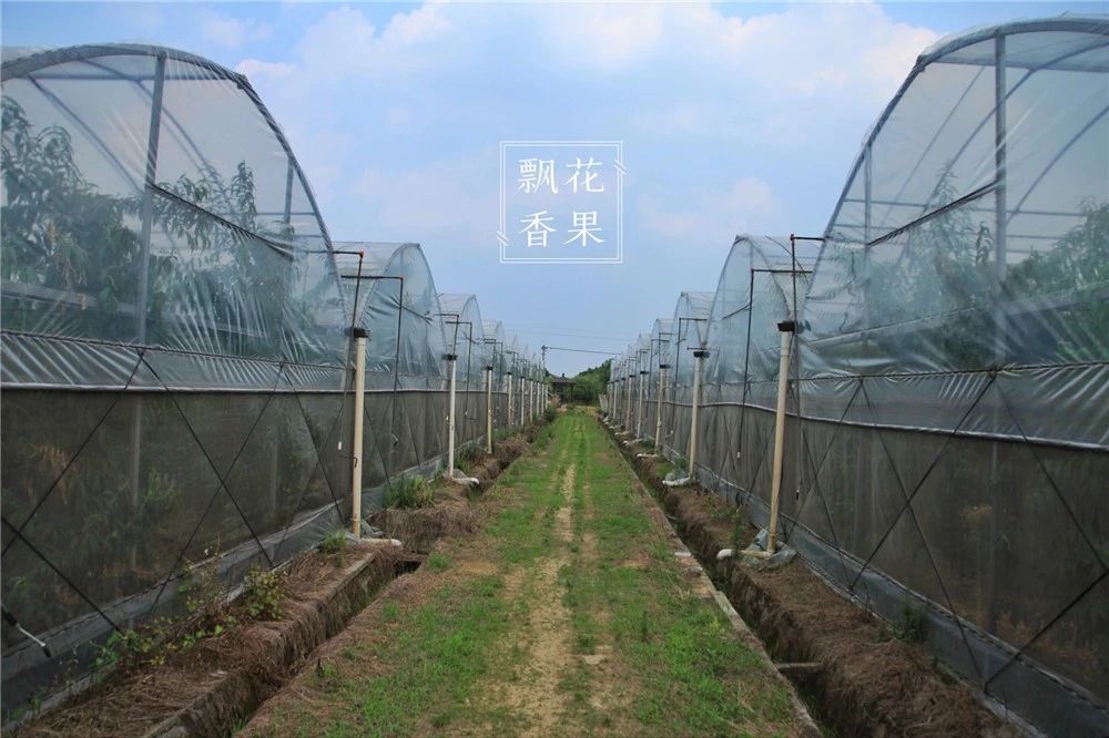 做水蜜桃味的甜点,做一个水蜜桃饮料