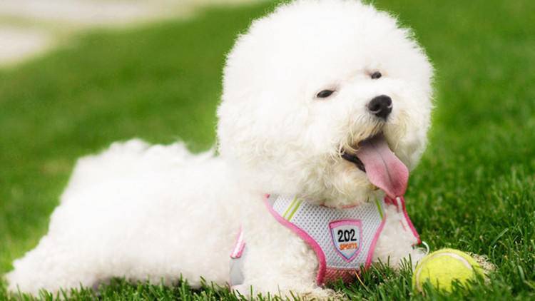 大家都爱养比熊,护理起来却有难度