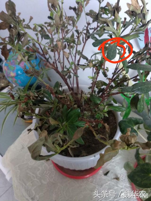 杜鹃花病害治疗方法,杜鹃花病害辨别与治疗