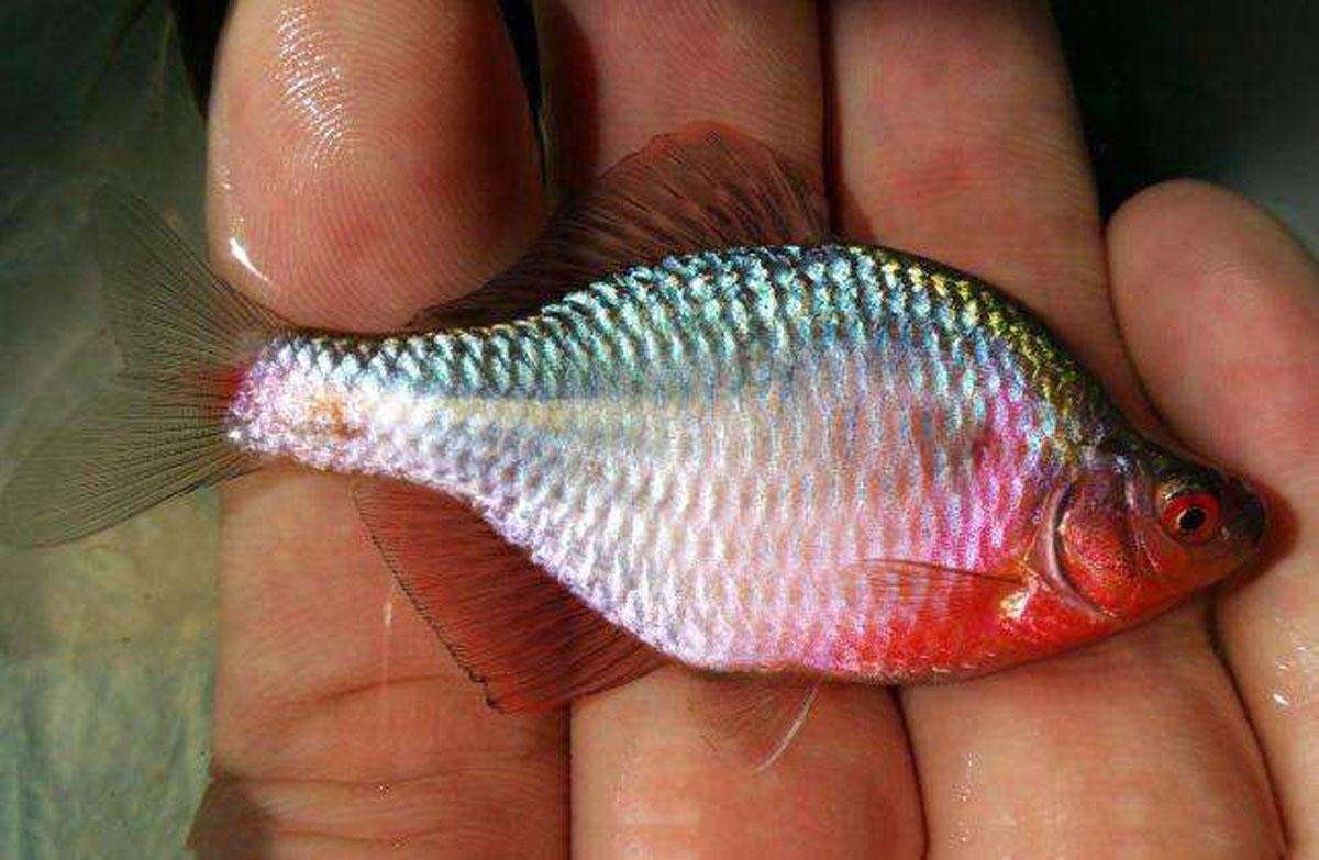 这几种鱼经常有人钓到但很少人认识，有的还是入侵物种