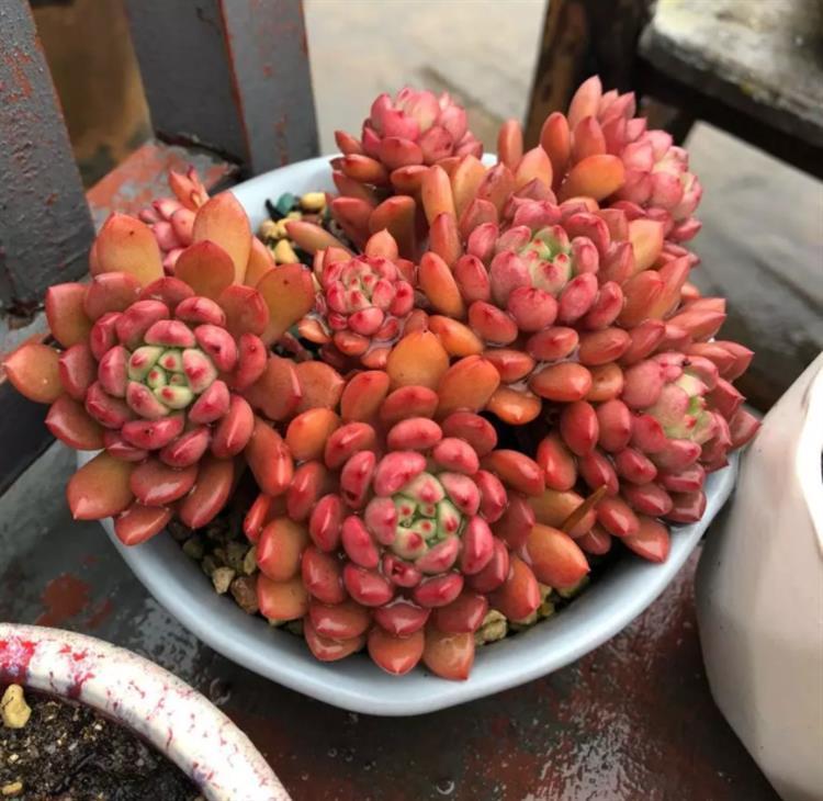 露养多肉晒白了是怎么回事,露养多肉褪色