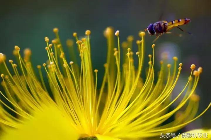 玩微距配哪些器材,玩摄影应该选择什么摄影机
