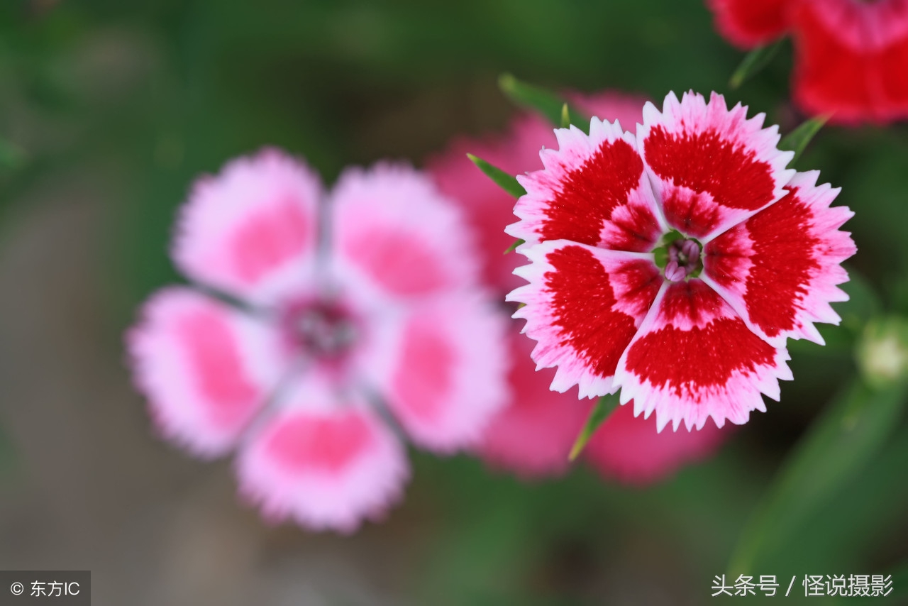 景深的认识和运用,关于景深的三大要素