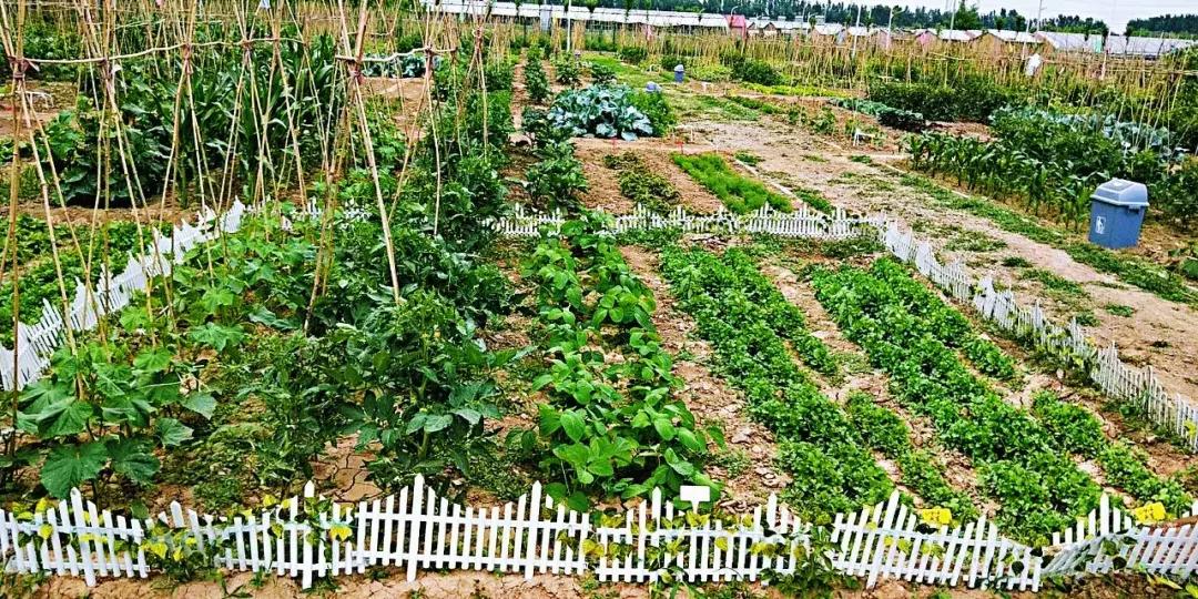 京郊7月采摘好去处,江宁农场采摘一日游