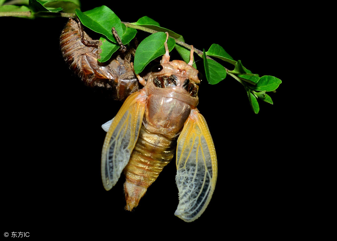 带皮金蝉和刚蜕皮的金蝉哪个营养,金蝉营养成分表
