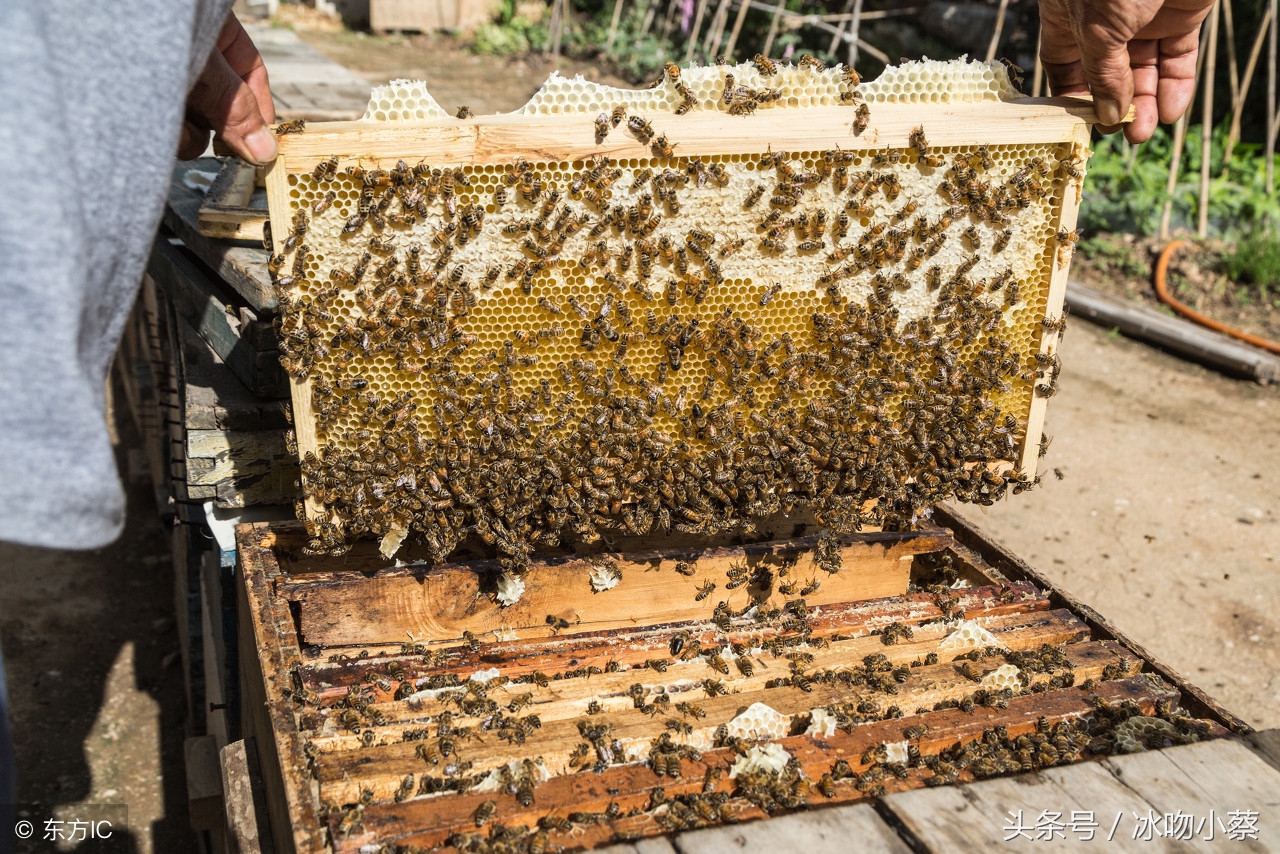 过箱的蜂群失王了怎么办,蜜蜂蜂王死了还有蜂群怎么办