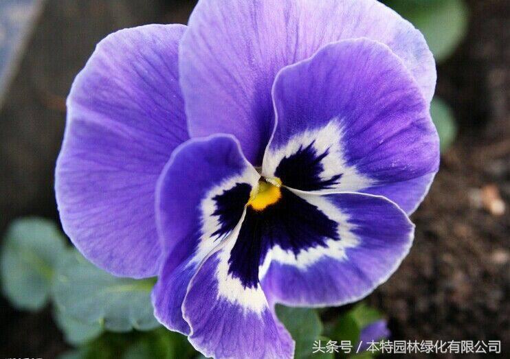 花海道路景观,花海长廊有哪些花