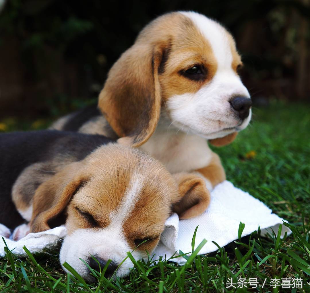 毛绒绒不咬人的宠物,除了猫狗之外的小宠物推荐一下