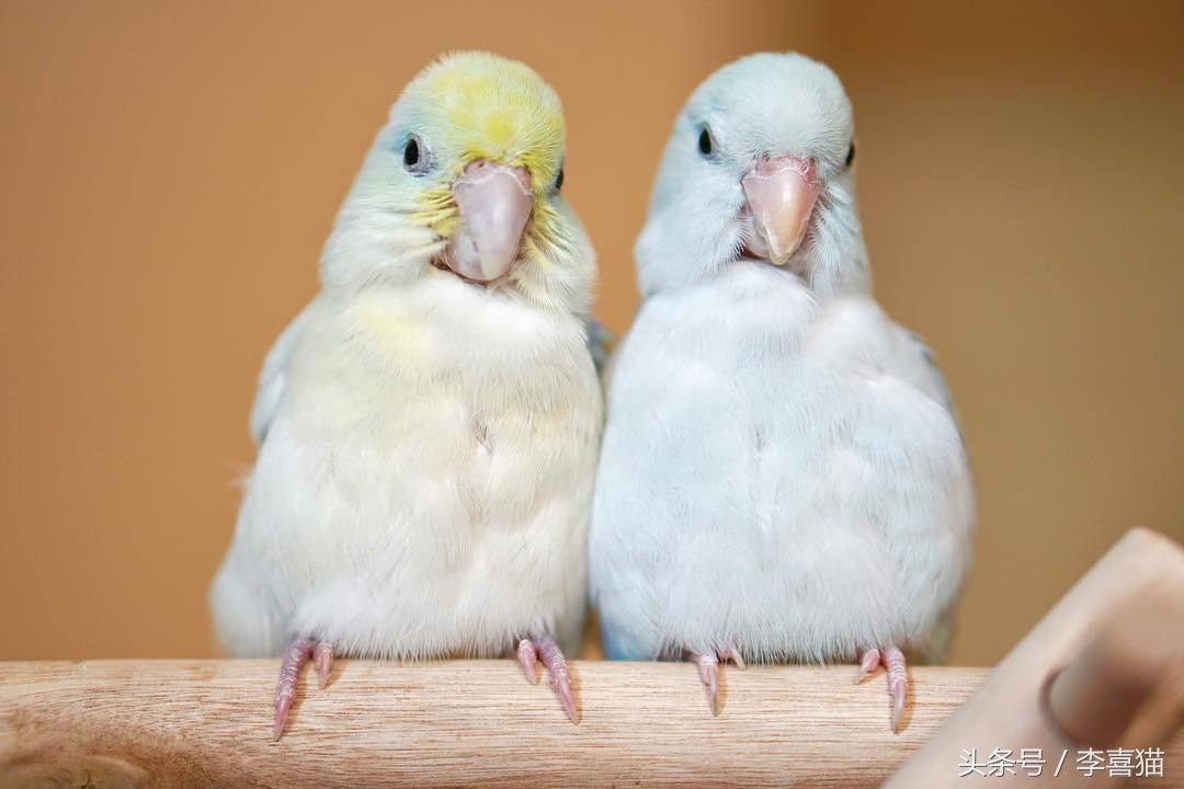 除了仓鼠猫狗以外的小型宠物推荐,除了猫狗还有什么可爱的家养宠物