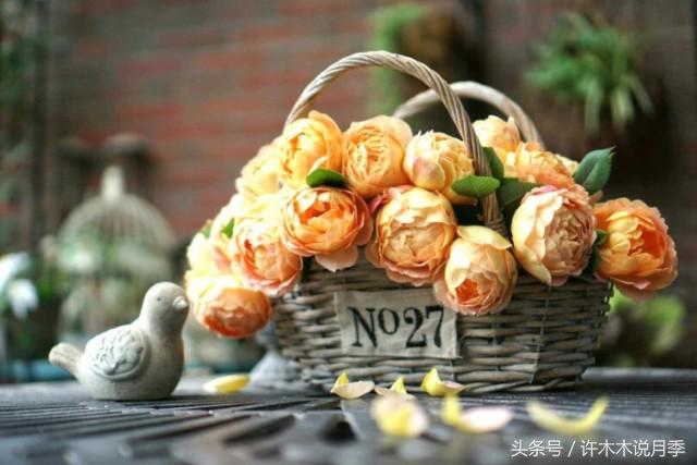 许木木说月季完整版,许木木说月季用药