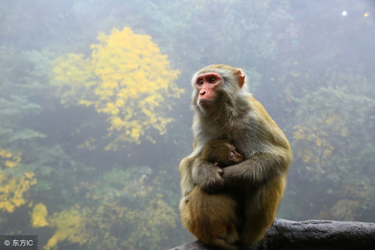 68年猴发财时机什么时间到,68年苦命猴还有什么希望