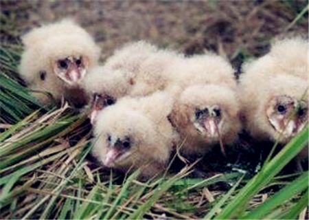 500只野鸡可以赚多少,野鸡需要多少成本